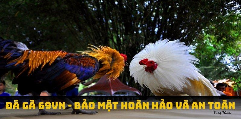 Đá gà 69VN - bảo mật hoàn hảo và an toàn