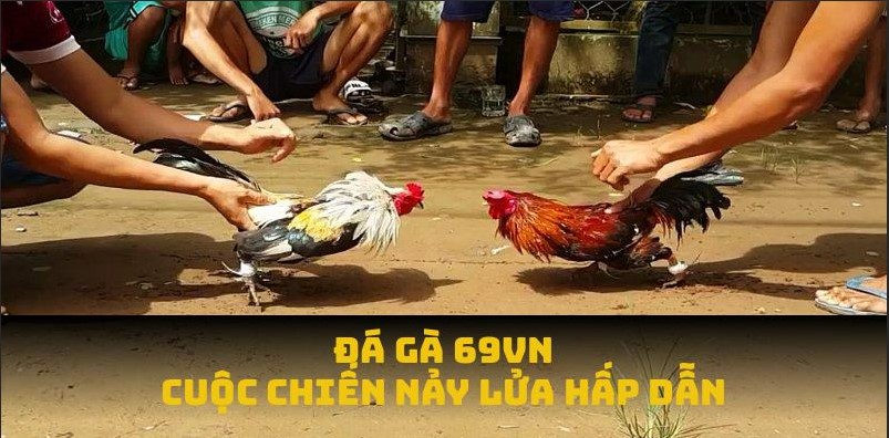 Đá gà 69VN, cuộc chiến nảy lửa hấp dẫn