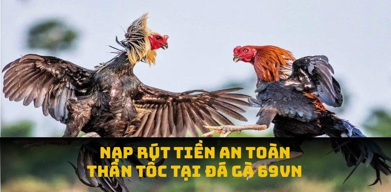Nạp rút tiền an toàn, thần tốc tại đá gà 69VN