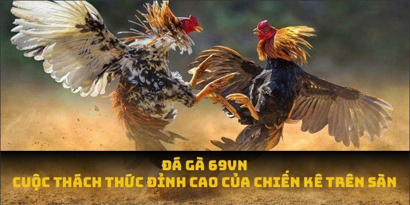 Đá Gà 69VN